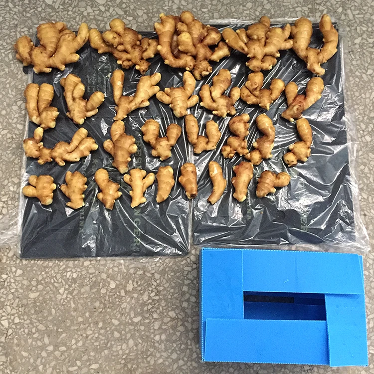 
Chinese fresh mature ginger from shandong price in usa 