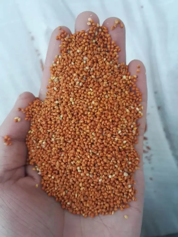 
Red millet in husk 