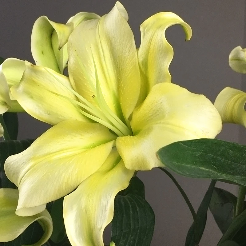 
Shop for flowers sweets gifts and gift baskets by occasion sweet lily flower 