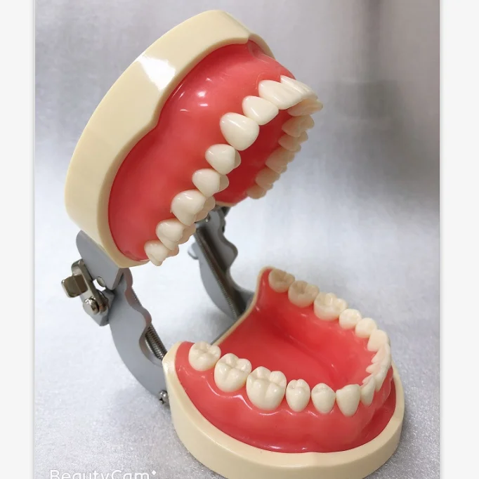 Шарнирная мягкая гингива, стоматологическая анатомия, обучающая модель с 32 съемными зубцами для обучения