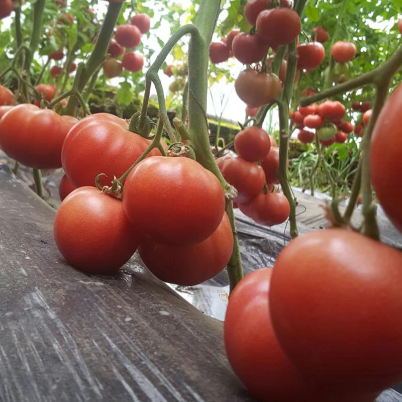 Неопределенное круглый большой розовый с увеличенным ресурсом f1 семена гибридного помидора