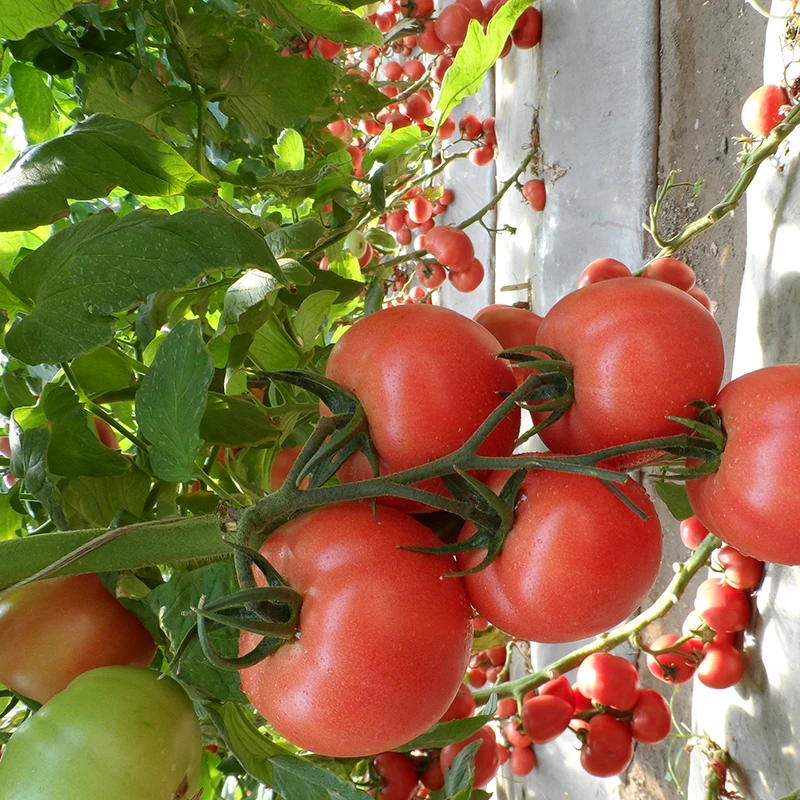 Заводская цена органические розовые семена томатов