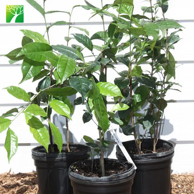 Hot sale subtropics woody plant White Tea BAI HAO YIN ZHEN plant Camellia sinensis