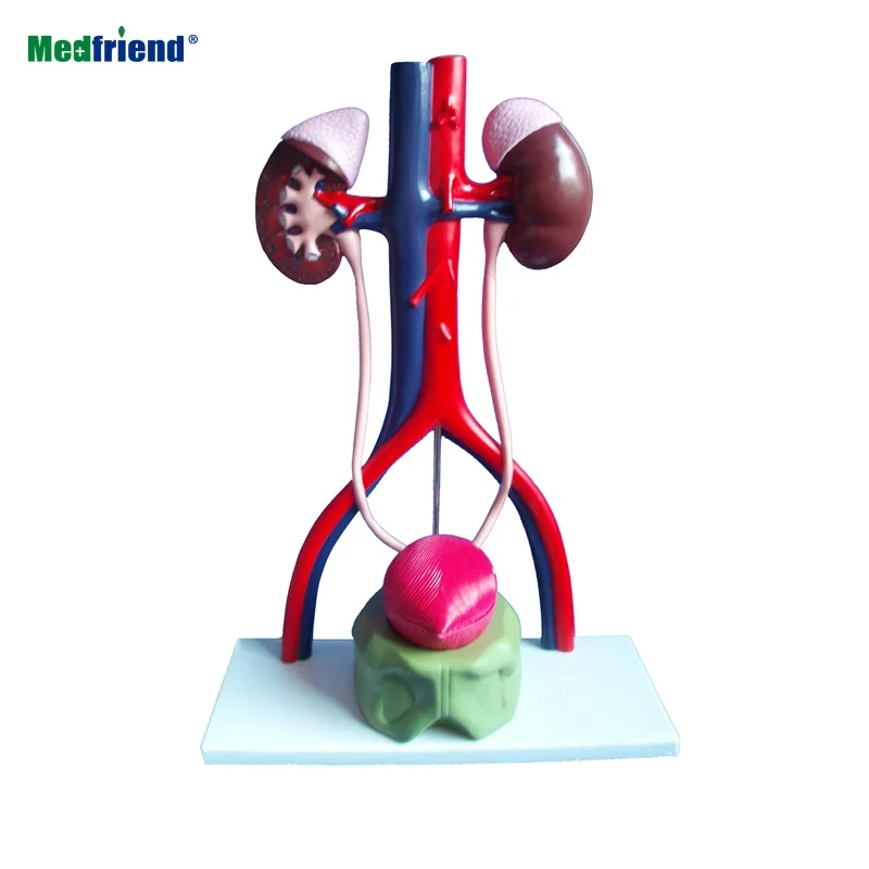 
Male Urinary System Anatomical Model, Stands 13.5 Inches Tall, Features Kidneys with Adrenal Glands, Ureters, and Bladder, Inclu 