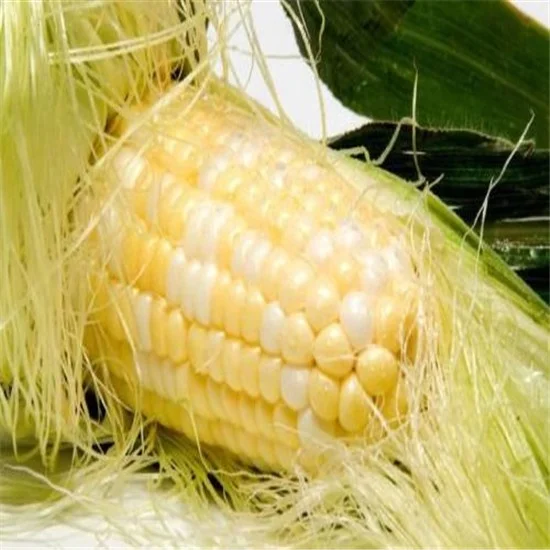 
Top Level Completely Natural Corn Silk Stigmata Maydis Extract 