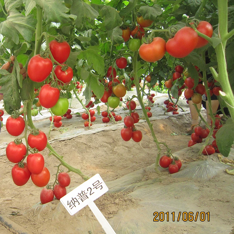 Высокоурожайный Гибридный Напу 10 семян томатов