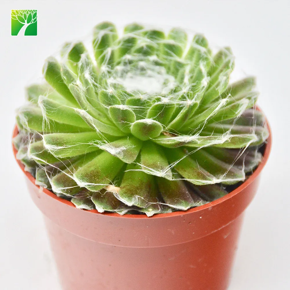 
Низкий минимальный заказ, оптовая продажа, растение для суккулентов высотой 5-7 см, Sempervivum arachnoideum 