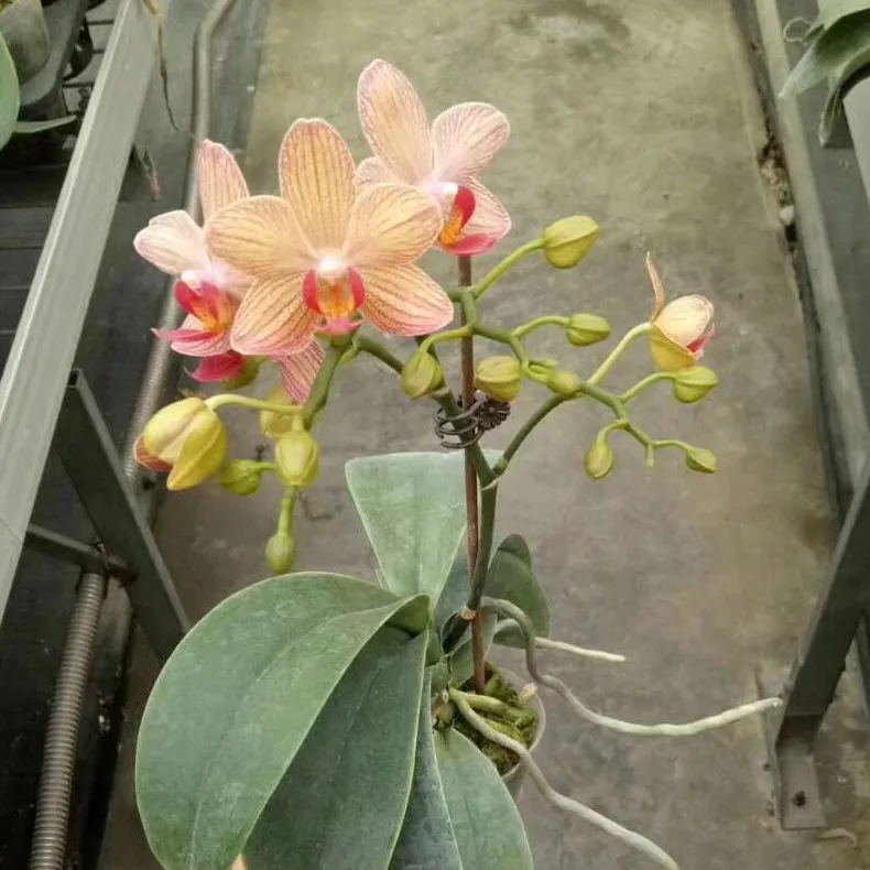 Фалаенопсис