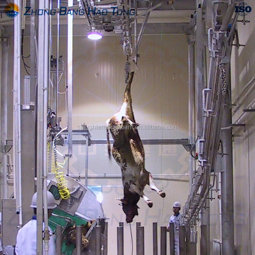 Professional Cow Slaughtering equipment Cattle bleeding line