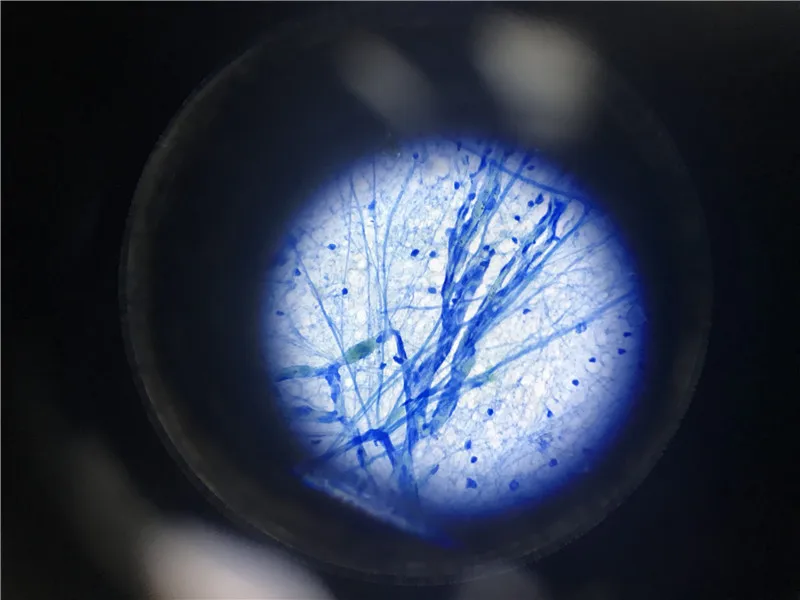 EOC Light Optical Compound Monocular Biological Microscope price