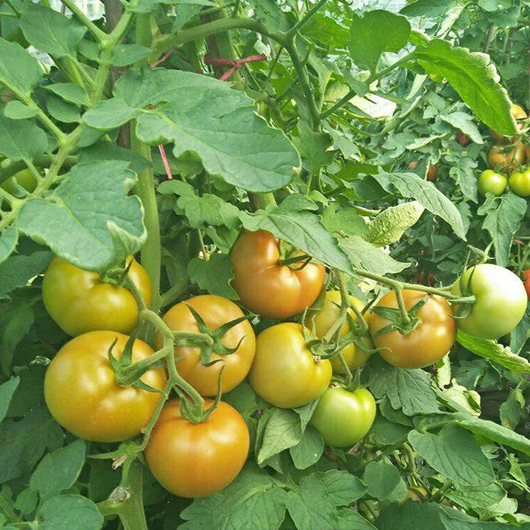 Отличные красные семена томатов для посадки