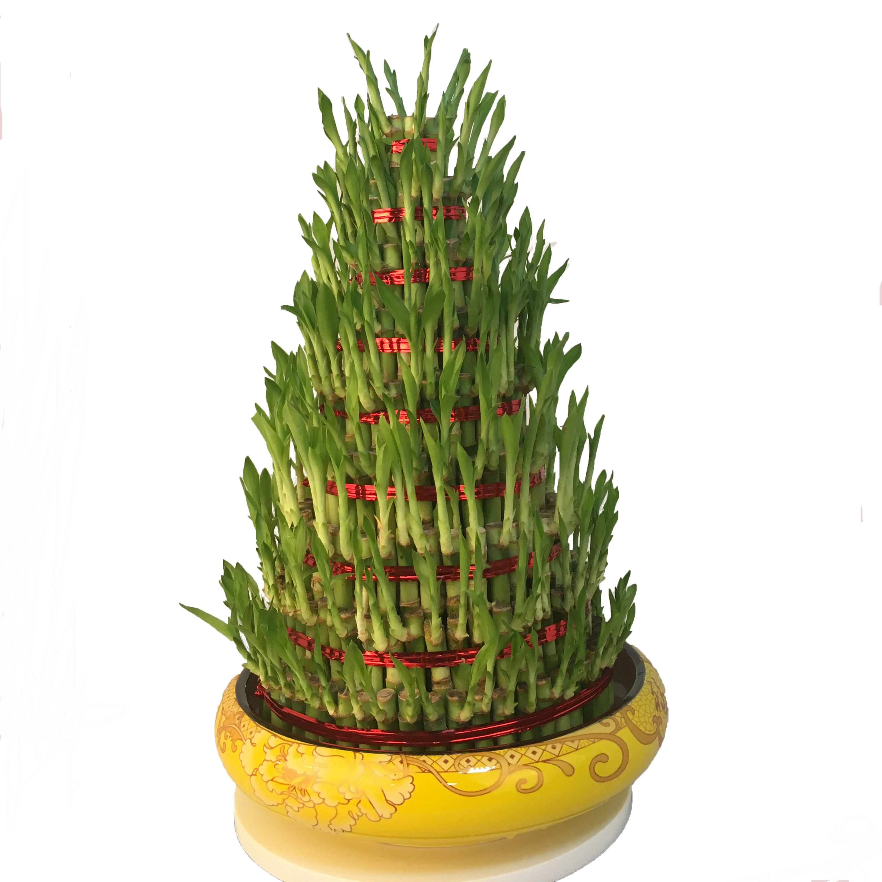 
Evergreen Ornamental Green Plants Lucky Bamboo  (60839315210)