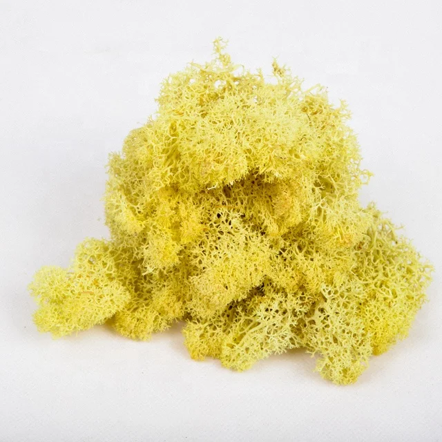 Preserved artificial live moss dried natural moss