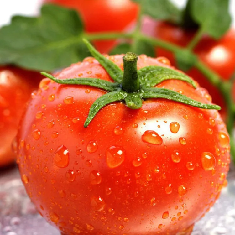 Китайский Лучшее качество Овощной семена гибридного помидора