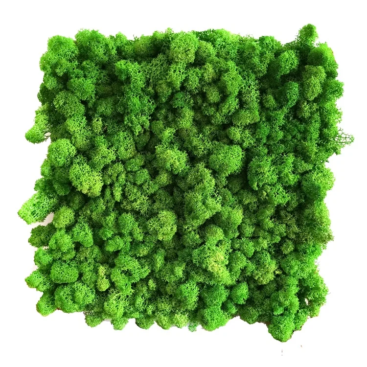China Suppliers Natural Real Preserved Grass Wall Decoration Irish Moss Wall