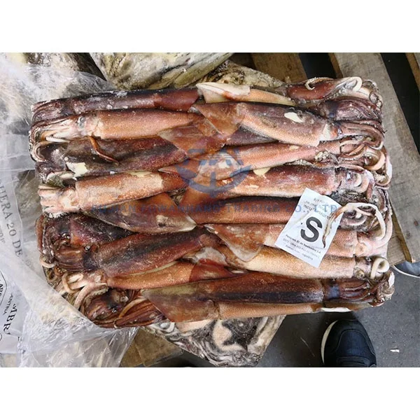 
Seafood Frozen Jigger Illex Squid 