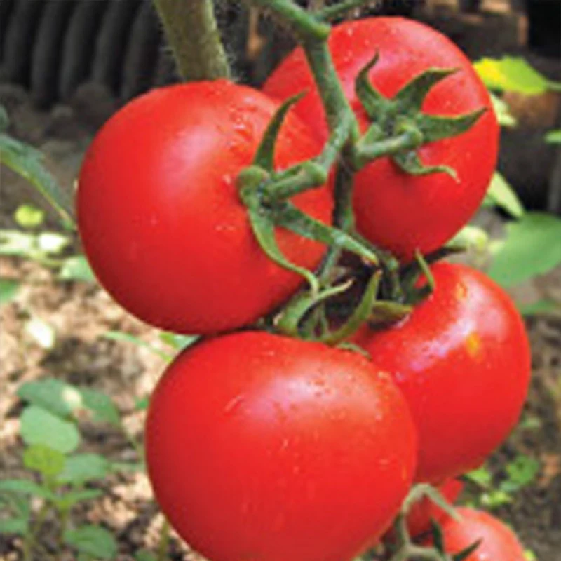 Азиатские семена томатов высоко сопротивляются TY рано и поздно