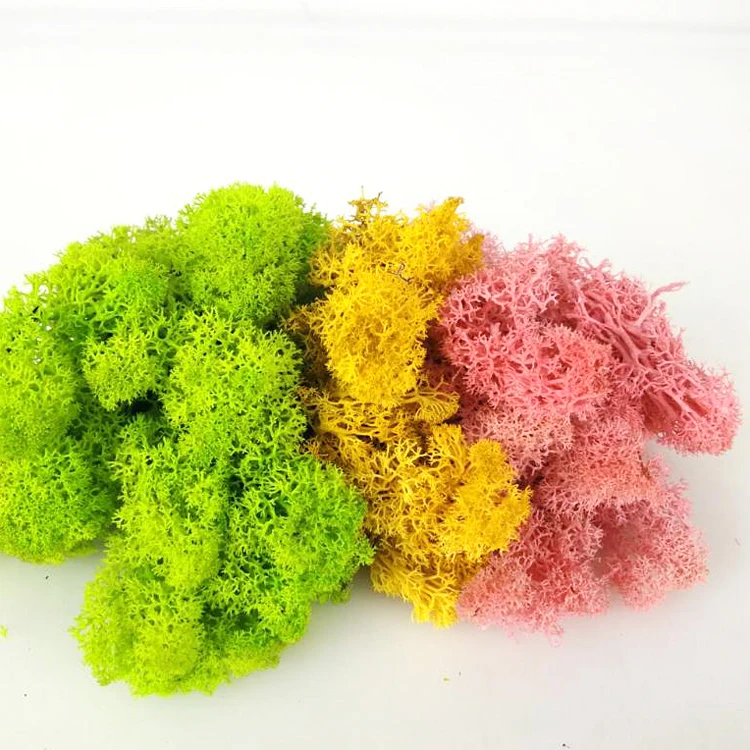 
500g Big Package Preserved Moss Wholesale From China Use To Make Moss Wall 