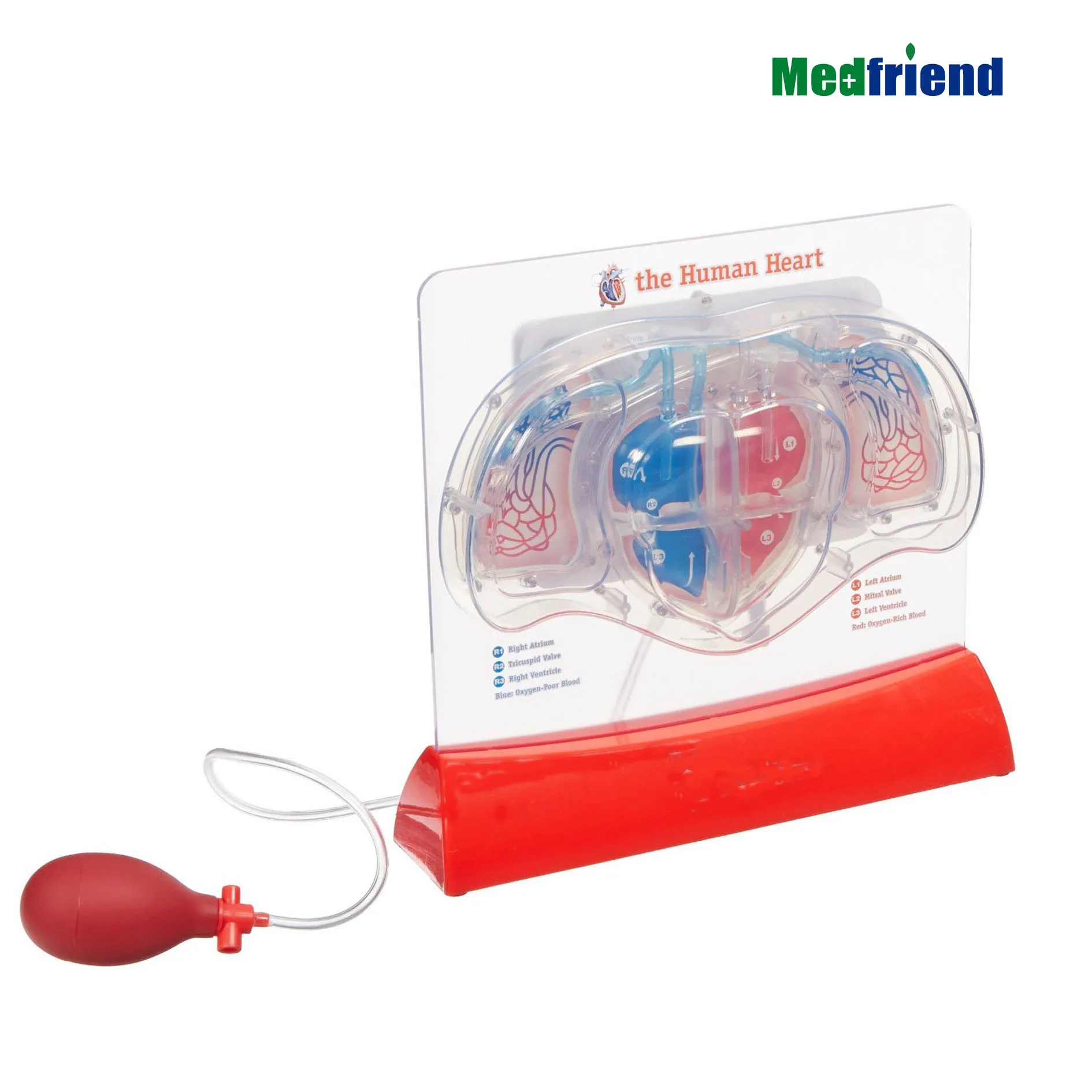 
Anatomical Life Size Heart Model Pumping Heart Model 