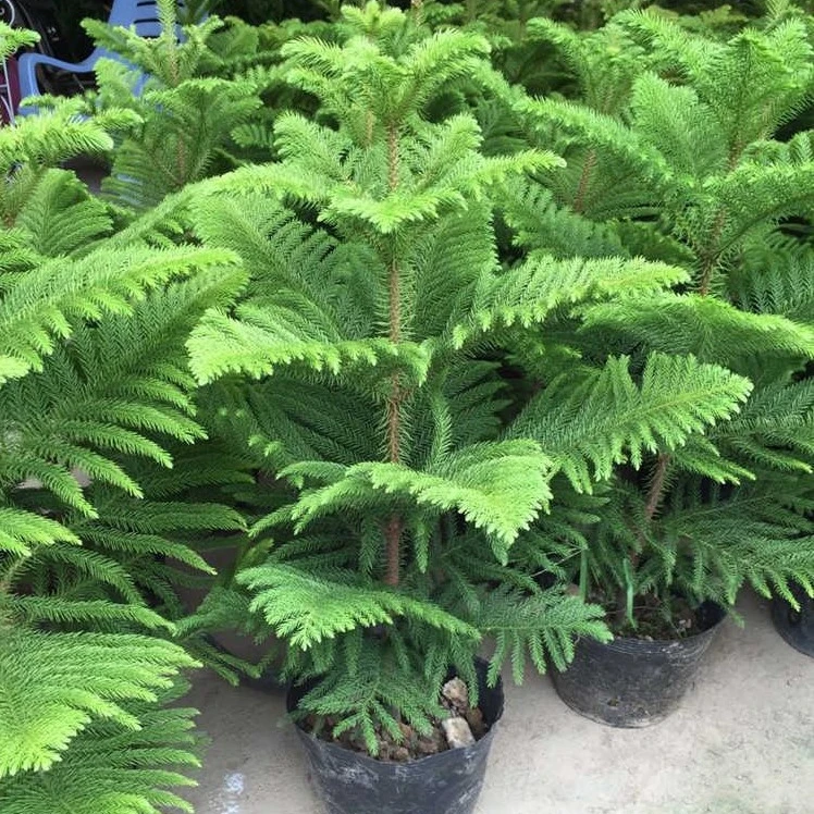 
S301 Competitive price Ornamentel Araucaria plant seeds without shell 