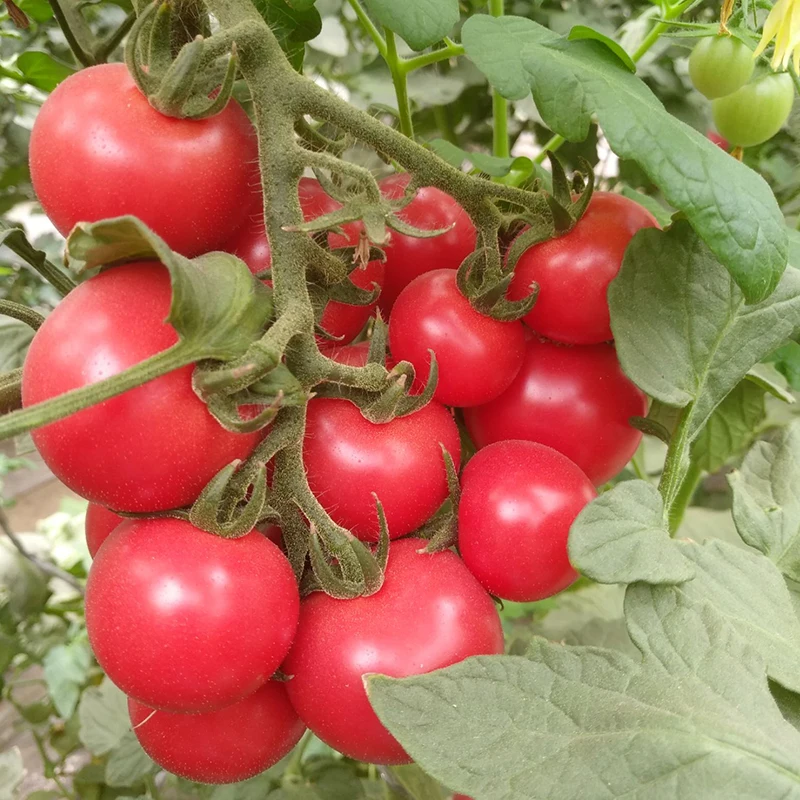 Горячая Распродажа 2018 розовый помидор Cherry для посадки