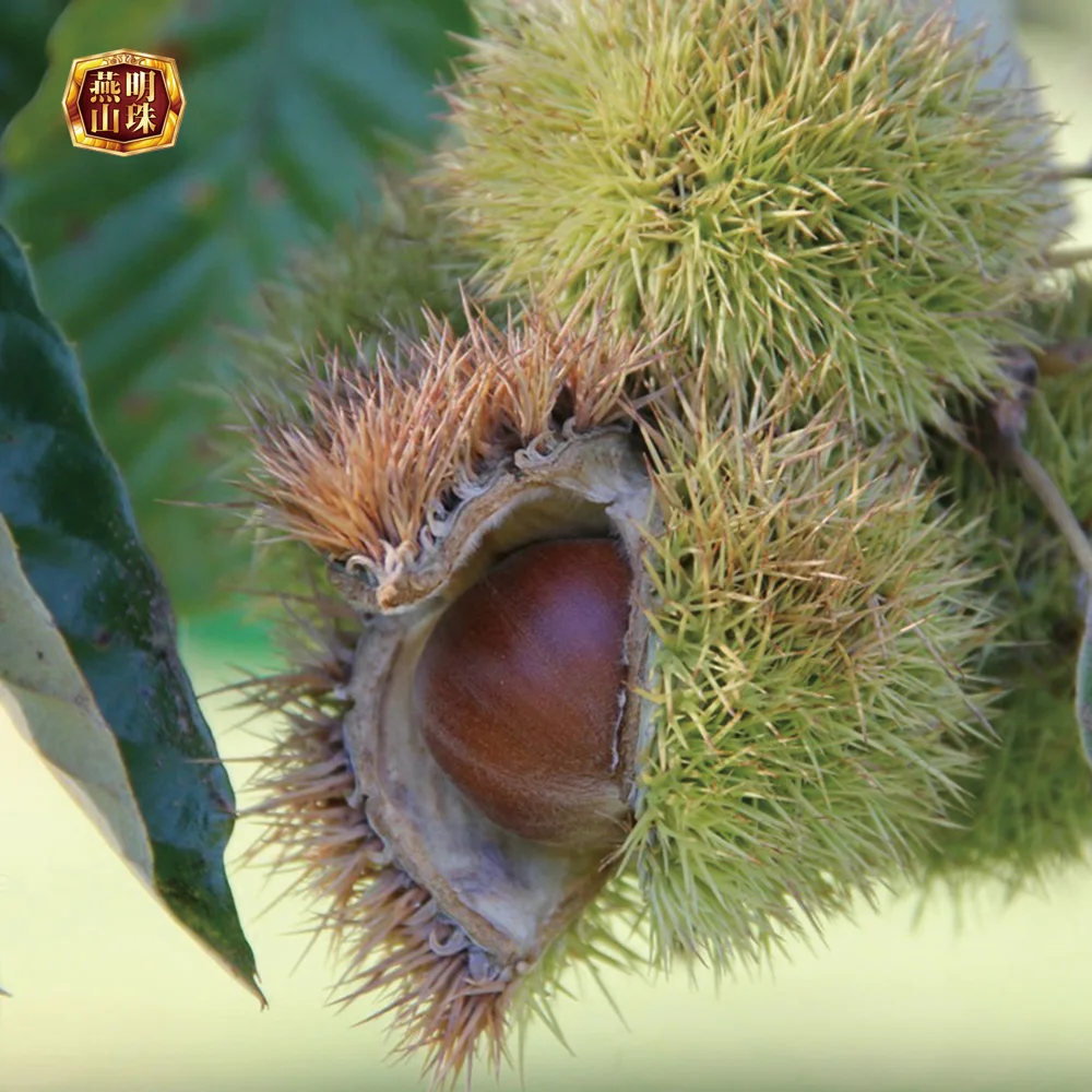 2020 новый урожай органические китайские Хеби происхождения Свежие каштаны