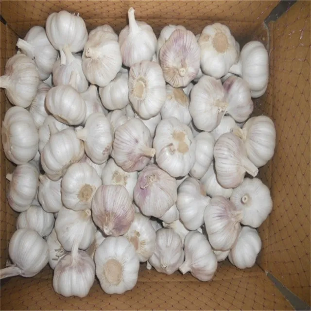 5.5 cm Fresh Normal White Garlic/ wholesale garlic/ garlic box 10kg