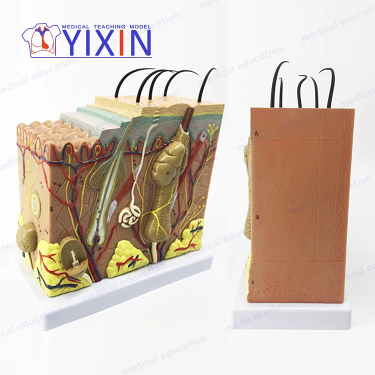 Human skin anatomy model under the tissue structure magnified 35 times model medical plastic surgery salon skin model
