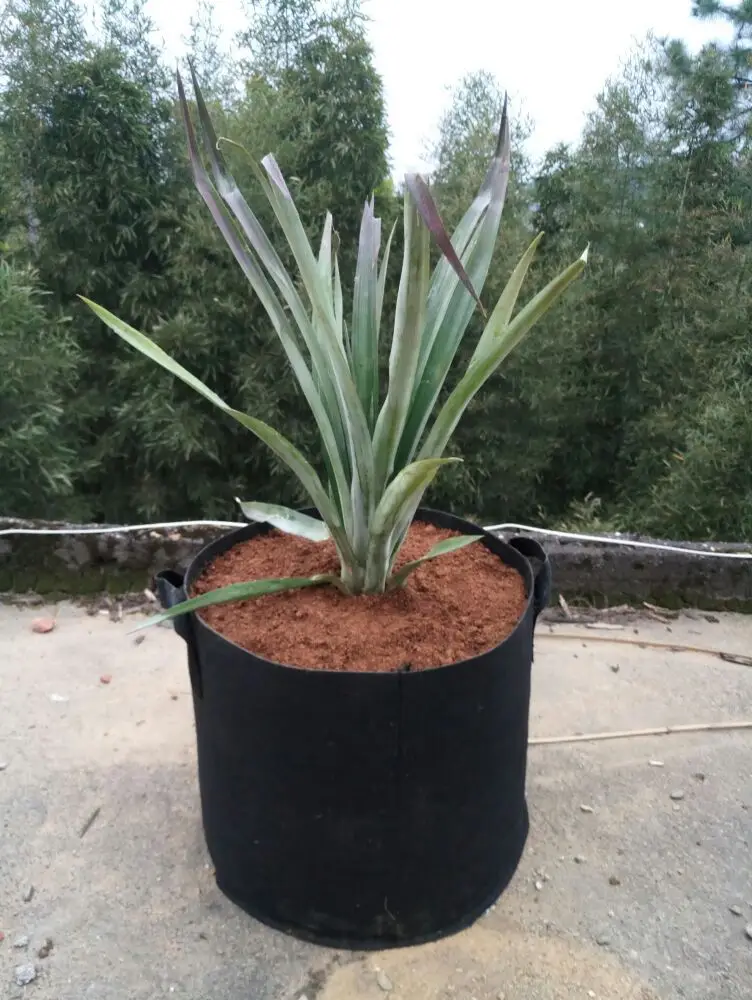 Garden 2 3 5 10 20 30 gallon eco-friendly grow bag plant tree growing bag