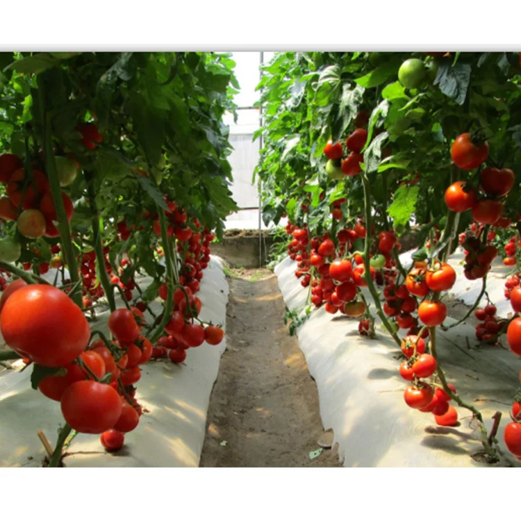 Высокостойкие красные семена томатов лучшие семена томатов