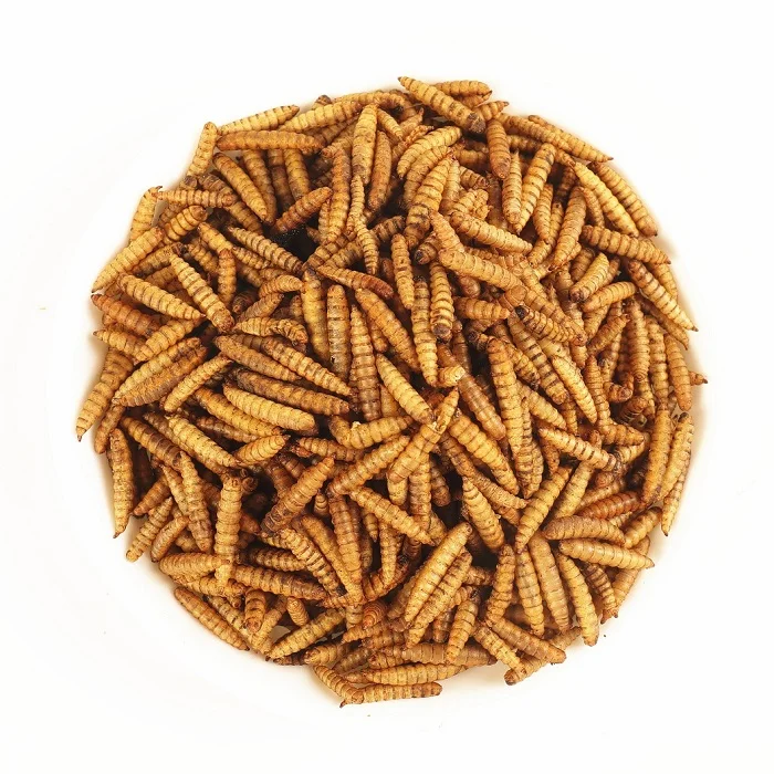 Black Soldier Fly Larvae Aquarium Fish Food