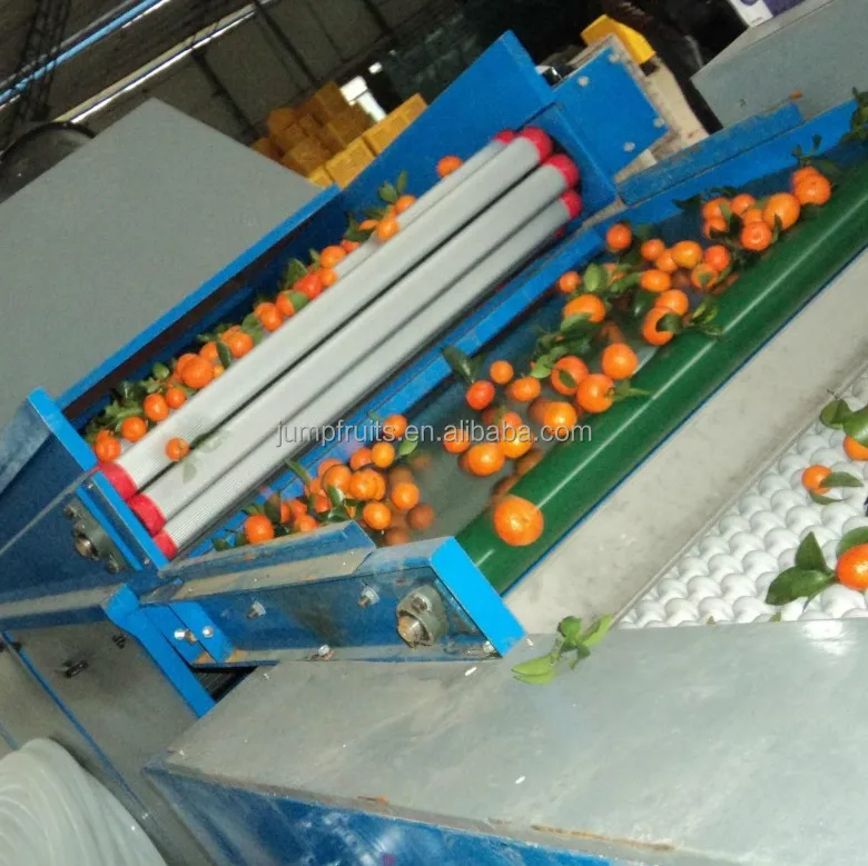 New advanced designed fruit screw sorting from conveyor belt