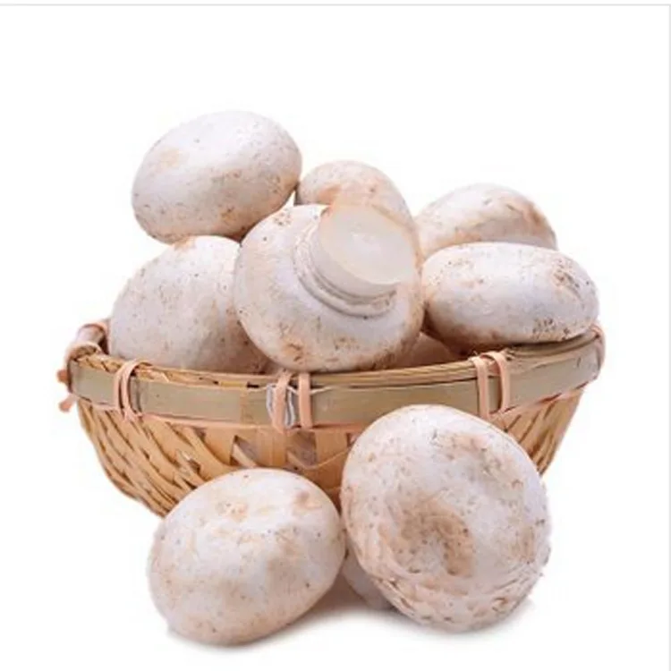 Dried Champignon Mushroom Slice Price for Sale