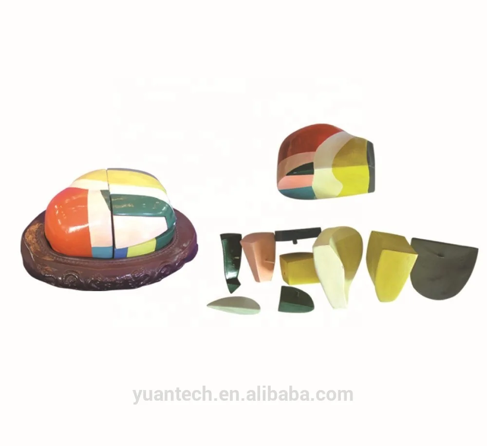 Human Thalamus of Brain Anatomicical Model