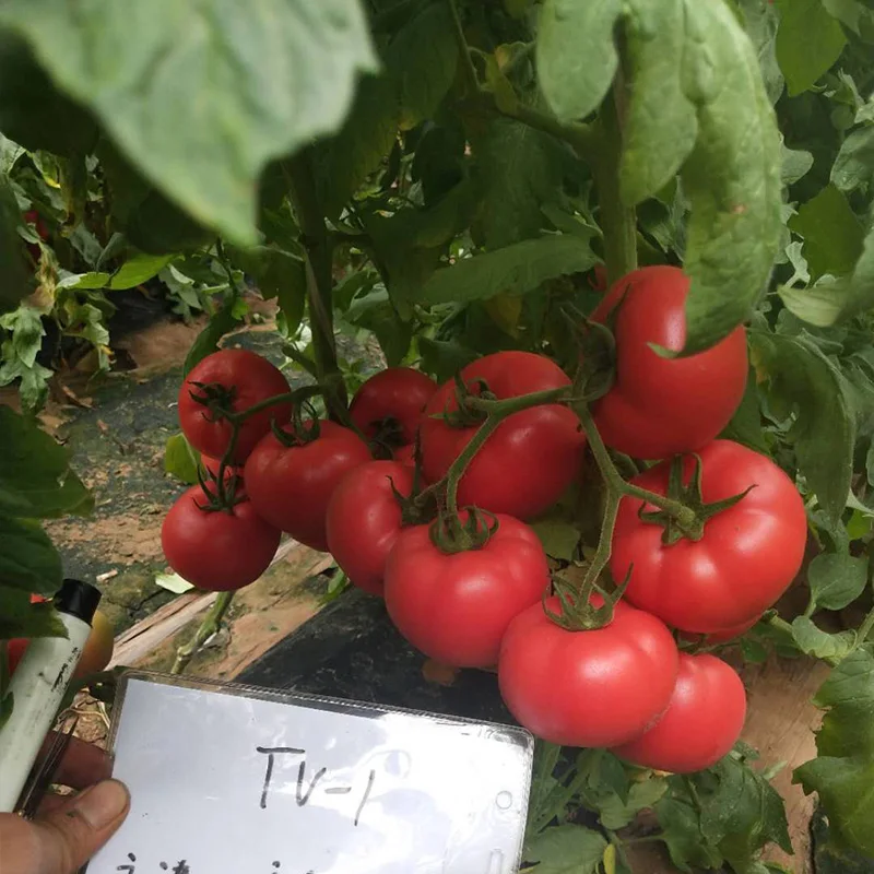 Неопределенный круглый розовый Высокая семена гибридного помидора