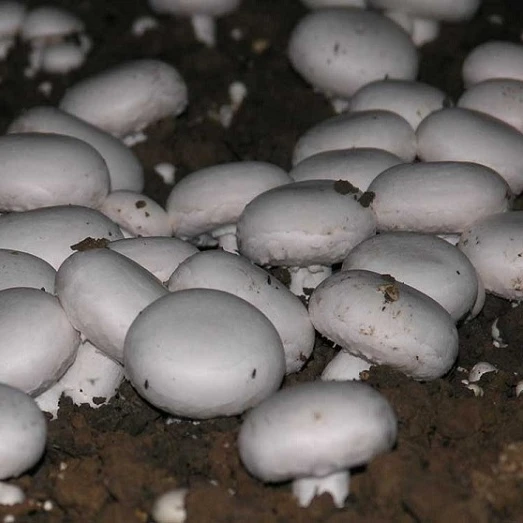 Dried Champignon Mushroom Slice Price for Sale