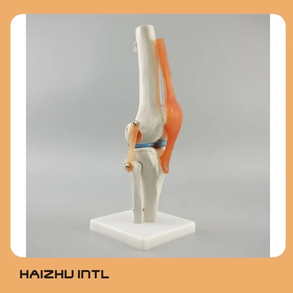 Medical science subject human knee joint model