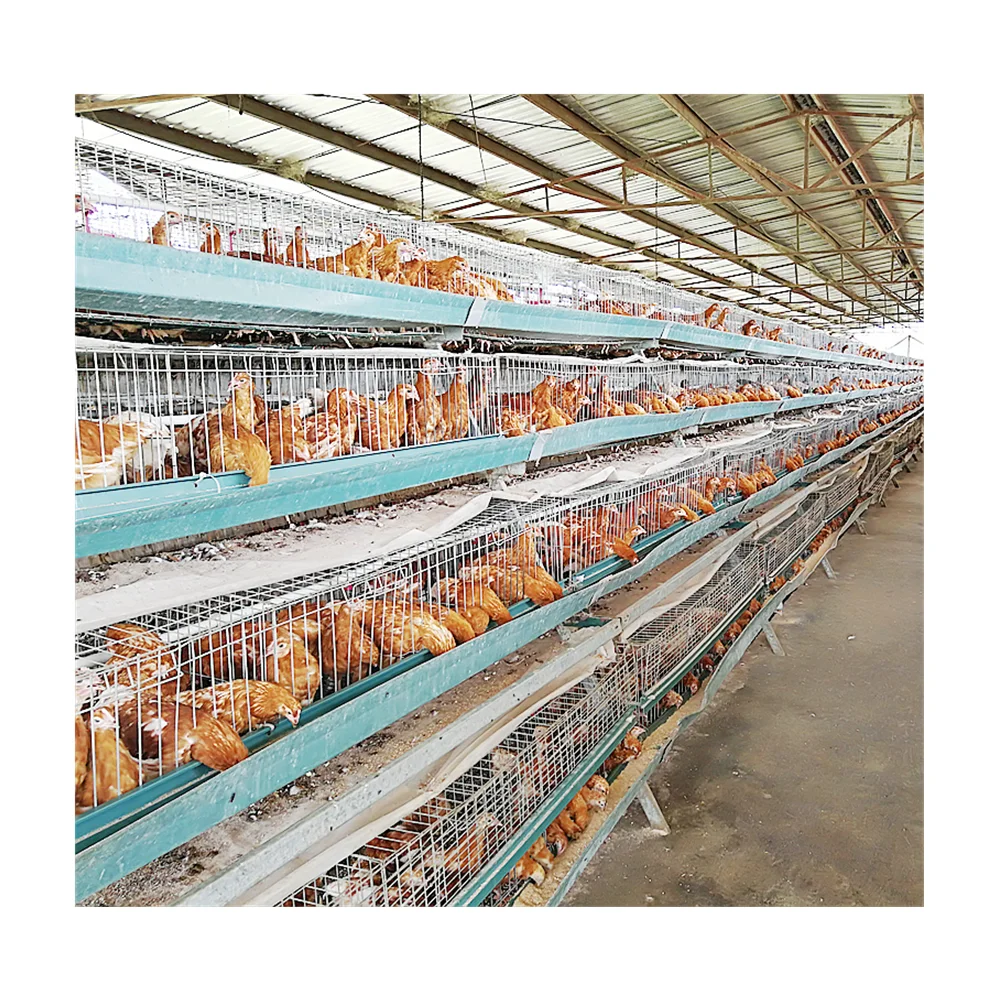 galvanized broiler chicken cage