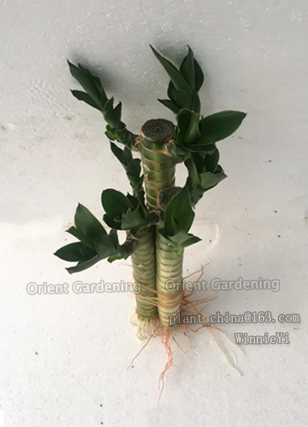 
3PCS LOTUS live Plants 