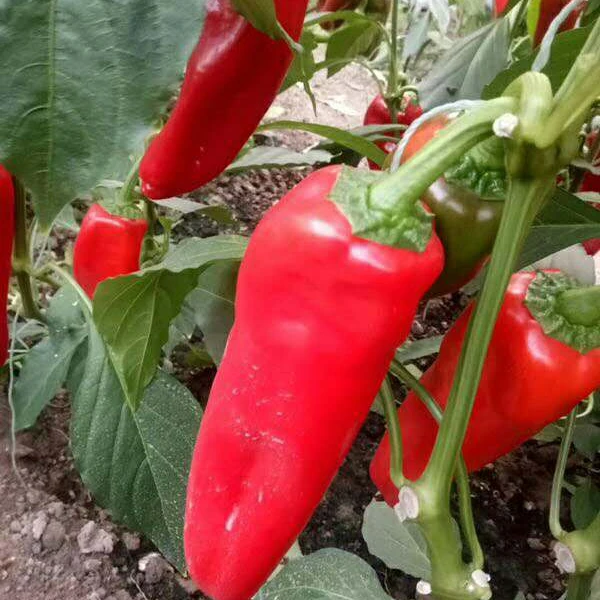 Chinese vegetable seeds BARTON F1 f1 hybrid red chilli seeds, hybrid vegetable seeds