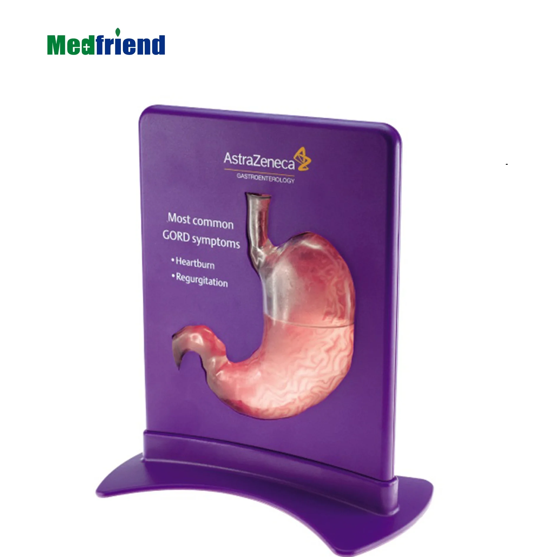Advanced Anatomical Model Manufacturer--  Stomach-Gastro Esophagitis Reflux Disease Model