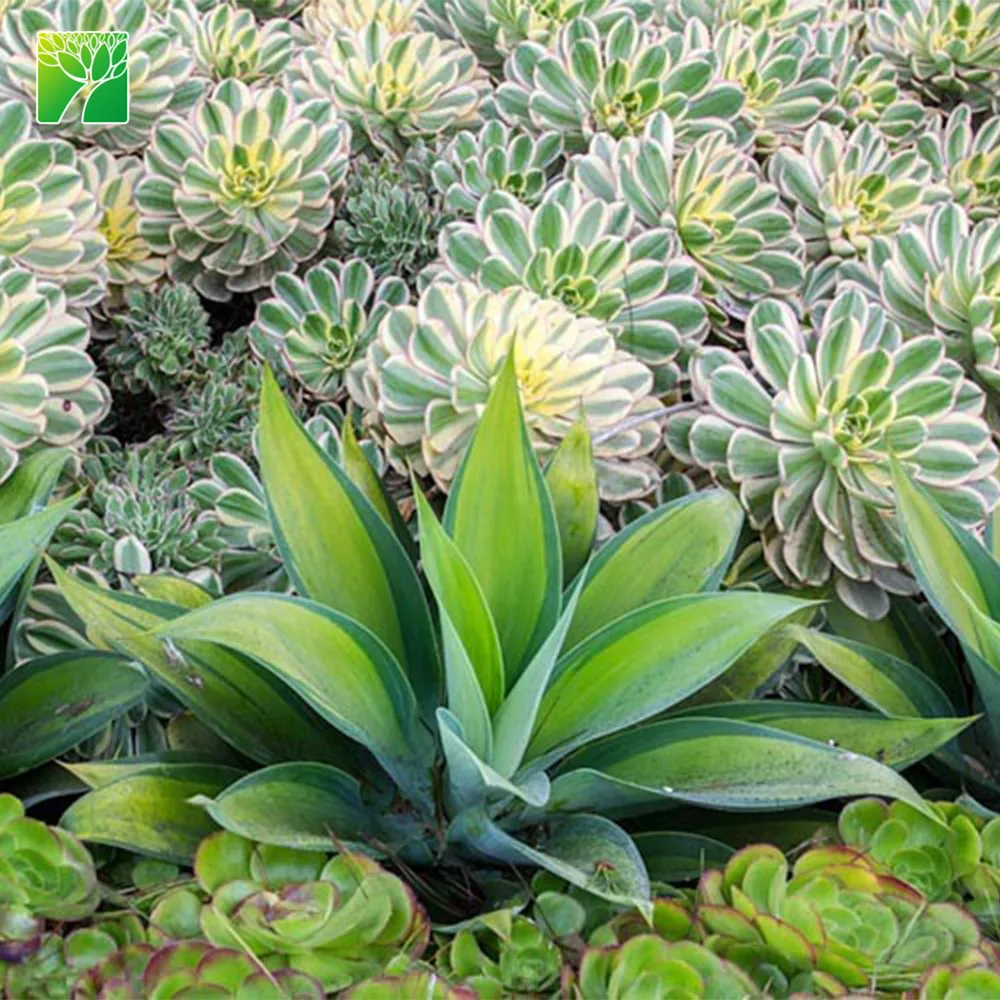 Hot sale full sun live succulent plant Copper Pinwheel Aeonium Sunburst