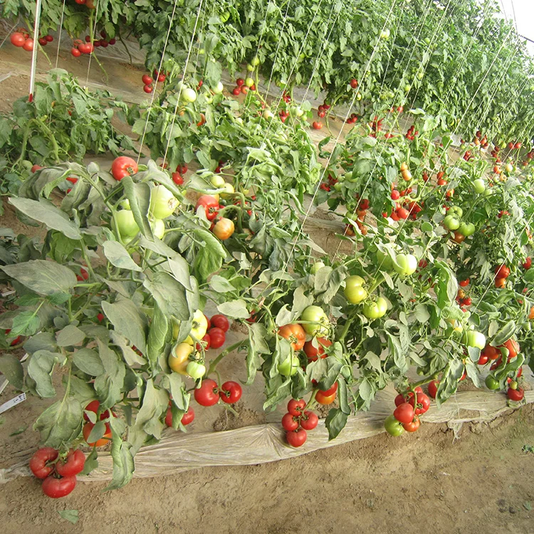 Хорошее Качество Гибридных детермированных семян томатов