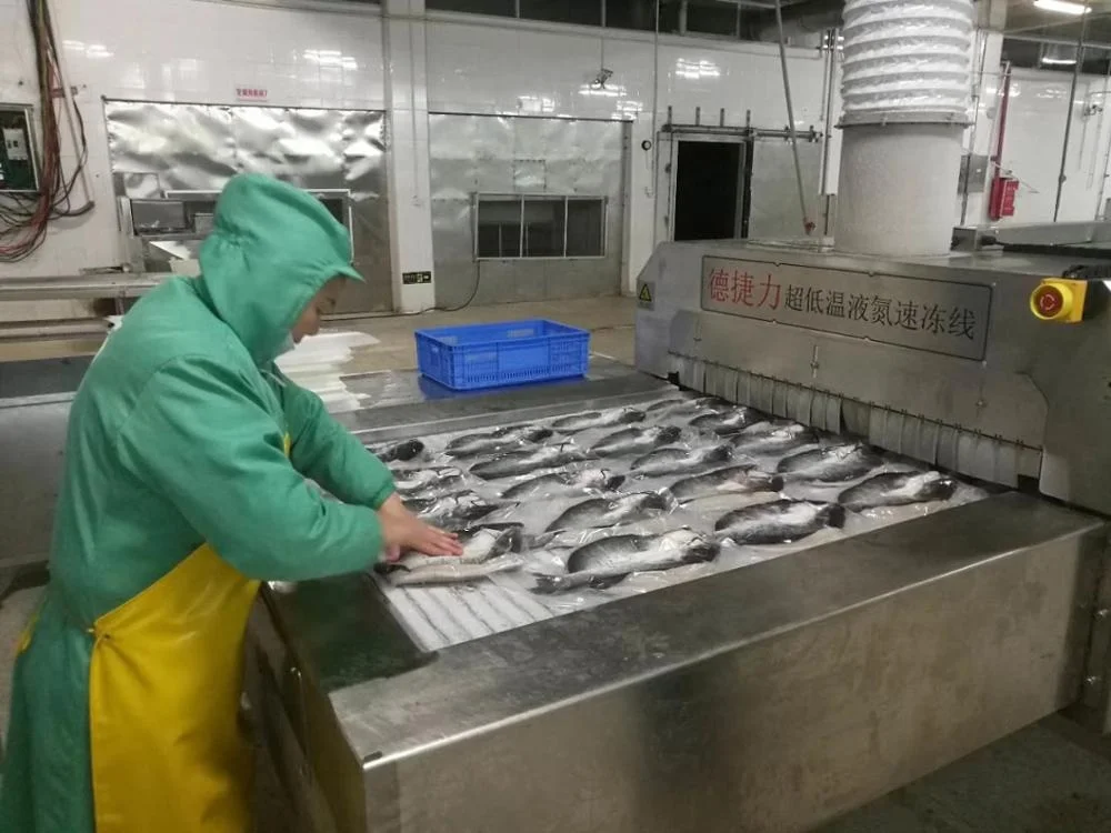 DJL морская пищевая машина для быстрого замораживания, конвейерная морозильная камера, морозильная камера для продажи, морозильник для ультра низкой температуры