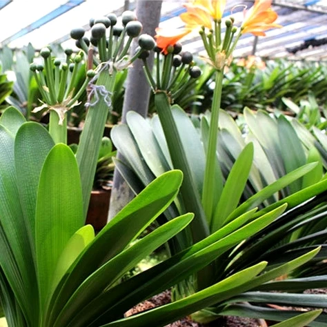 
Indoor ornamental Clivia miniata Plants 