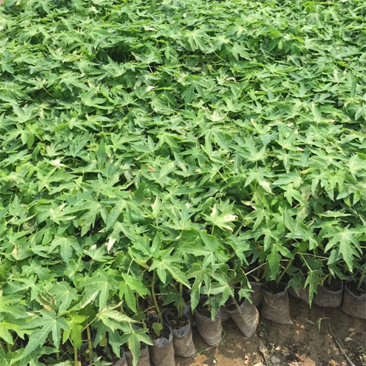 
High Yield Taiwan F1 Hybrid pawpaw seeds /Papaya Seeds with yellow flesh 