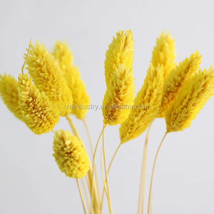 100% Real Natural Dried Flowers Phalaris Flowers Wedding Decor Gem Grass Dried Bouquet