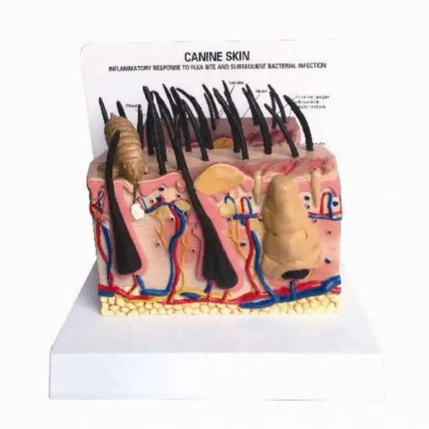 Gelsonlab HSBM-396 Canine Professional Medical Dog Skin Diseased Model for Veterinary