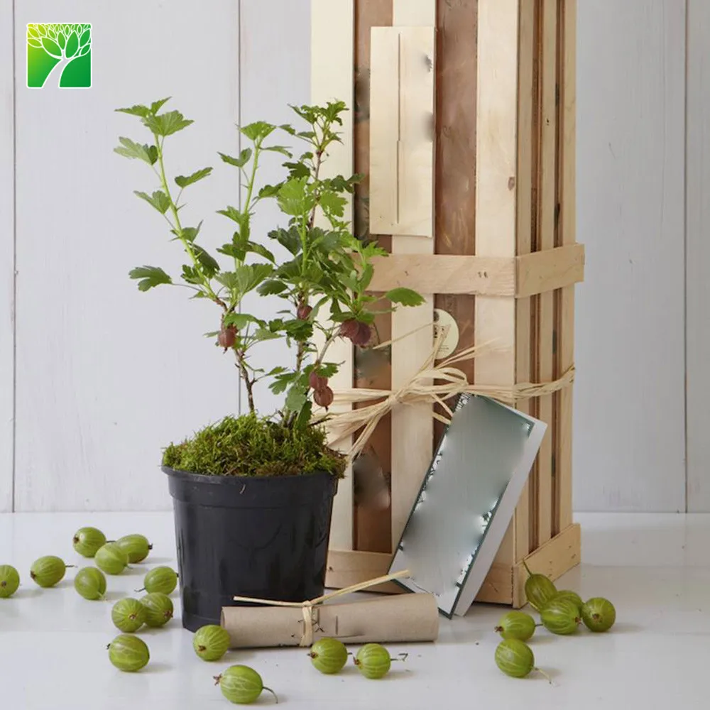 
 Растительная ферма, оптовая продажа, живые фрукты, орнамент, растение, новый подарок Gooseberry  