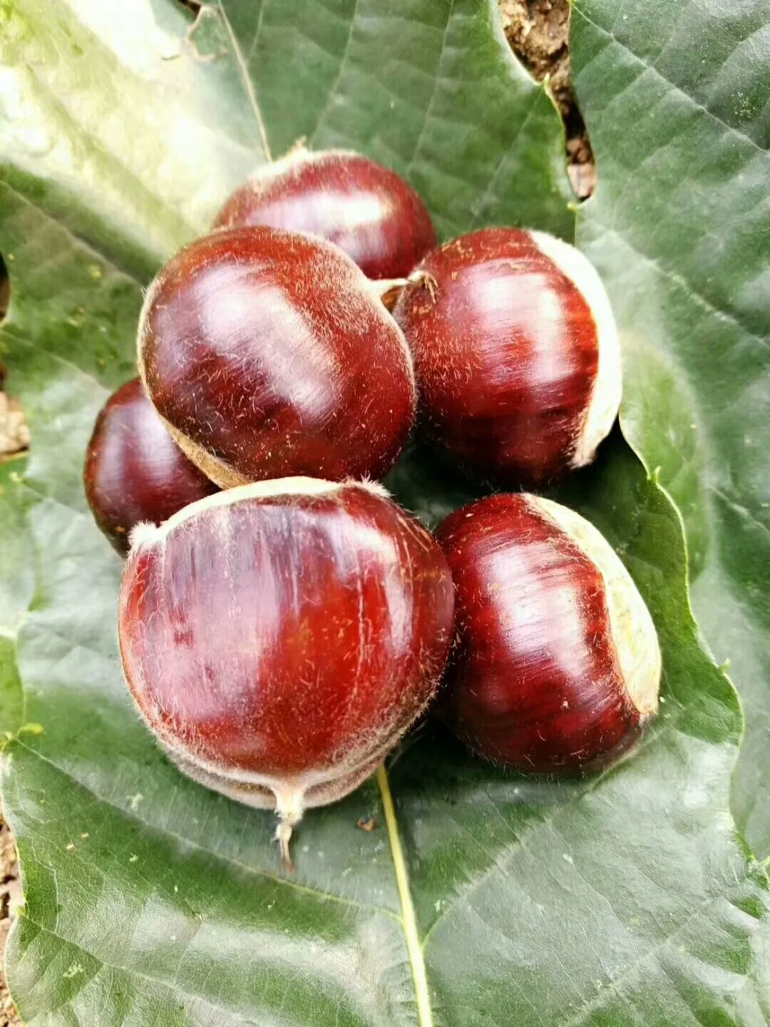 Organic  Snack food Peeled  Roasted Chestnut kernels